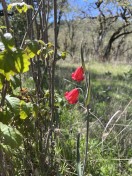 fritillary recurva
